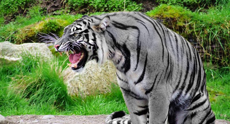 Un dompteur italien réputé périt dépecé par ses quatre tigres