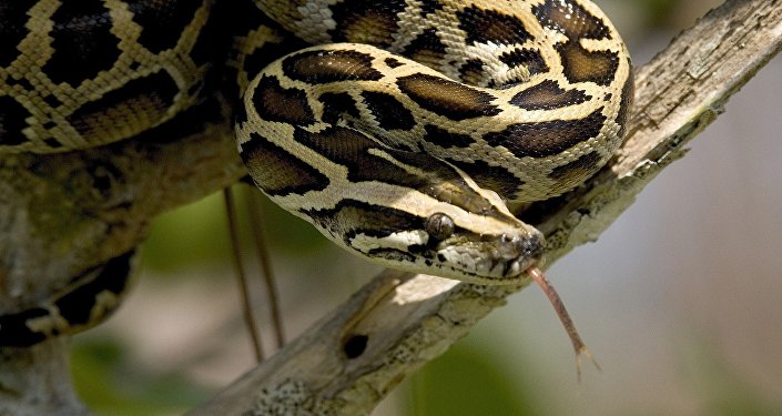 Thaïlande : un homme mordu par un python à un endroit très sensible de son anatomie