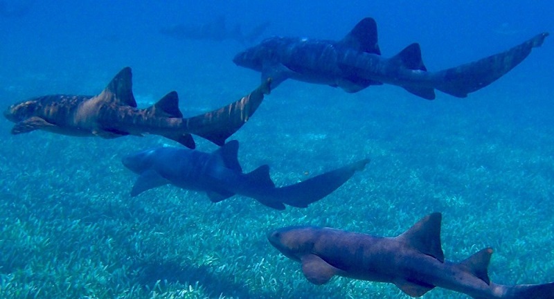 Covid-19 : 500 000 requins pourraient être tués pour produire un vaccin