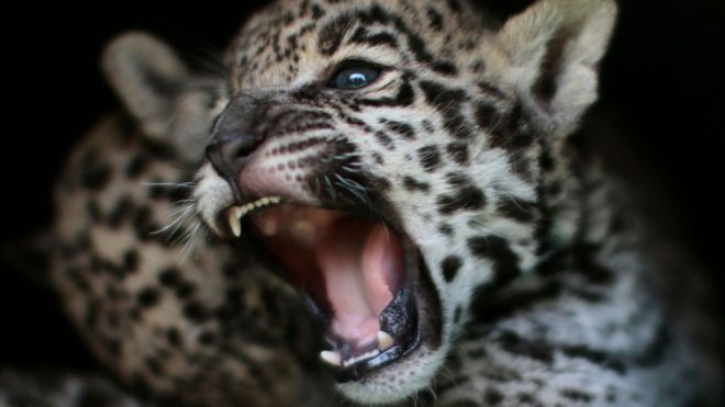 USA : un selfie avec un jaguar tourne au drame