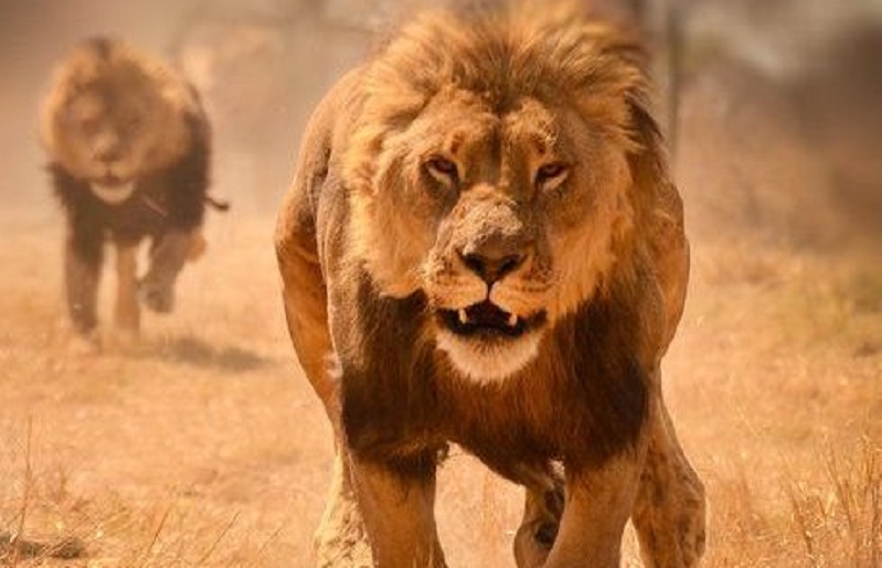 Drame : un homme dévoré par des lions alors qu’il rentrait chez lui avec sa famille