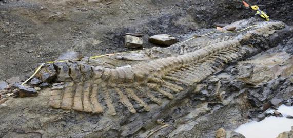 Mexique : découverte d’une queue de dinosaure longue de 5 mètres