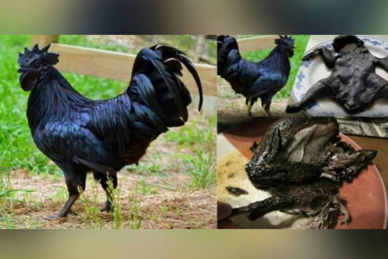 [Vidéo] Une poule entièrement noire peut coûter jusqu’à 1 millions de FCFA