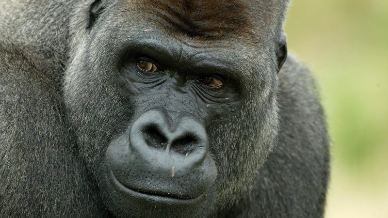 Nigeria: un gorille avale près de 9 millions de FCFA et prend la fuite