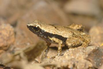 Des grenouilles qui entendent avec leur bouche
