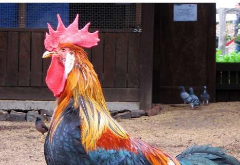 Charente-Maritime : jugé trop bruyant, un coq convoqué au tribunal