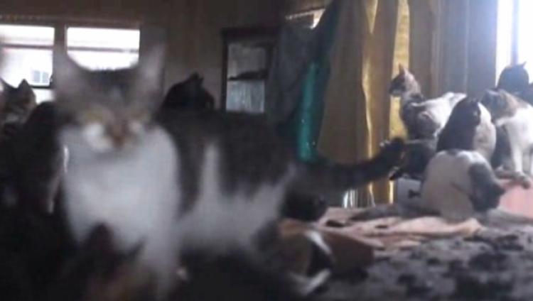 Russie : un chat activement recherché pour trafic de drogue