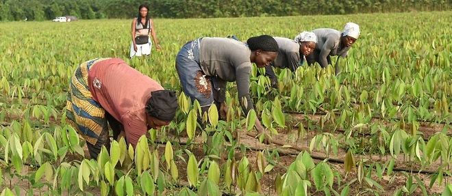 Agriculture : les États africains appelés à s’engager encore plus