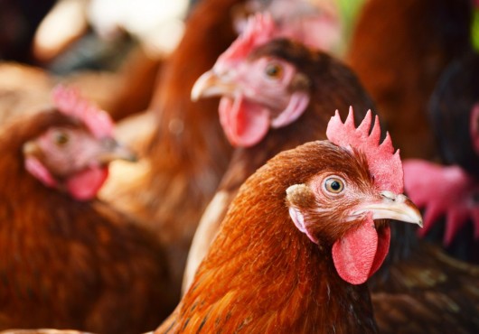 Alerte grippe aviaire dans le village de Kpéssi (préfecture des Lacs) : les ministres Mijiyawa et Agadazi invitent la population à la vigilance