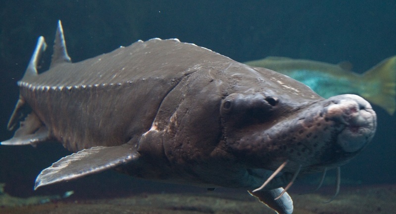 À 9 ans, il pêche un poisson aussi grand que lui (photos)