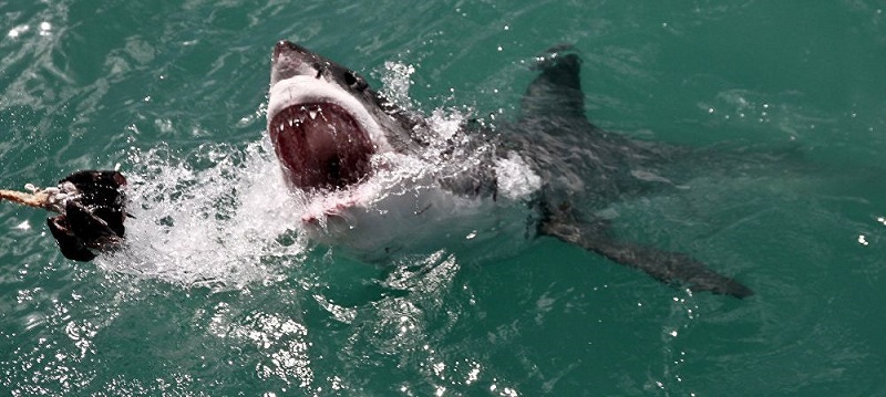 À peine les plages rouvertes, un surfeur se fait attaquer par un requin