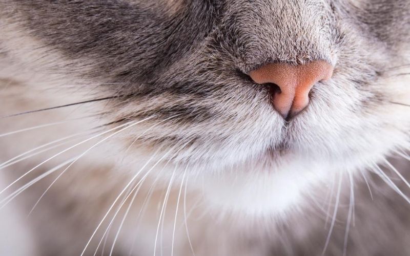 A quoi servent les moustaches du chat ?
