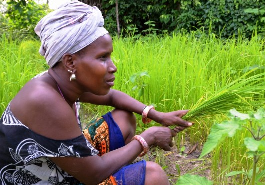 AWARD recrute des femmes agronomes