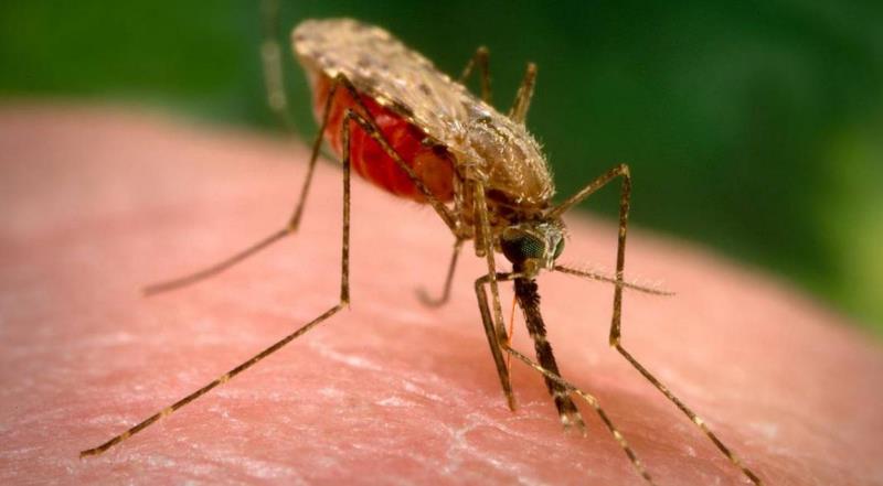 Afrique : Une nouvelle menace sanitaire plane sur le continent