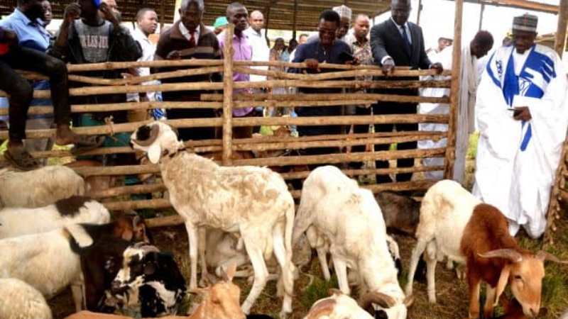 Agoè-Nyivé-Foire aux petits bétails : Togblékopé tient son marché de référence