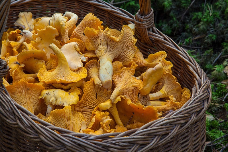 Canada : des champignons hallucinogènes  bientôt dans les hôpitaux ?