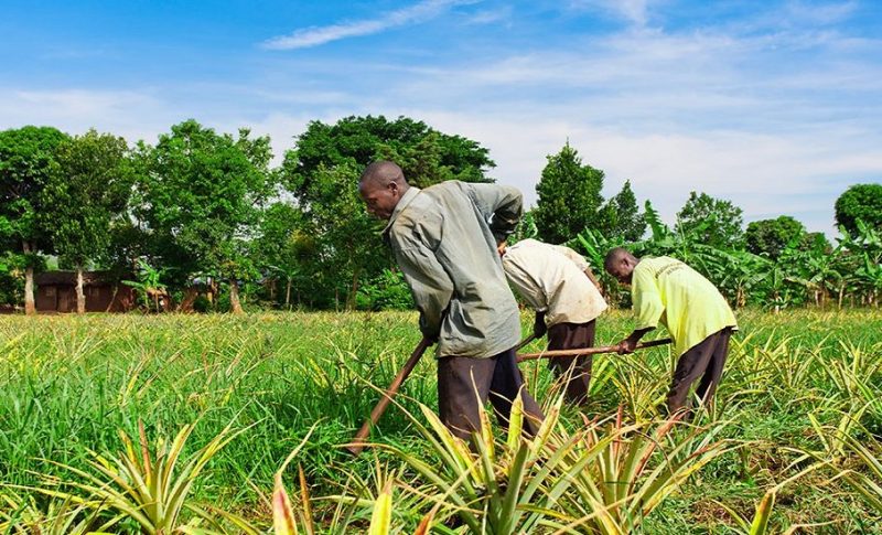 Le Togo accueille la 3e édition du West Africa Fertilizer Forum