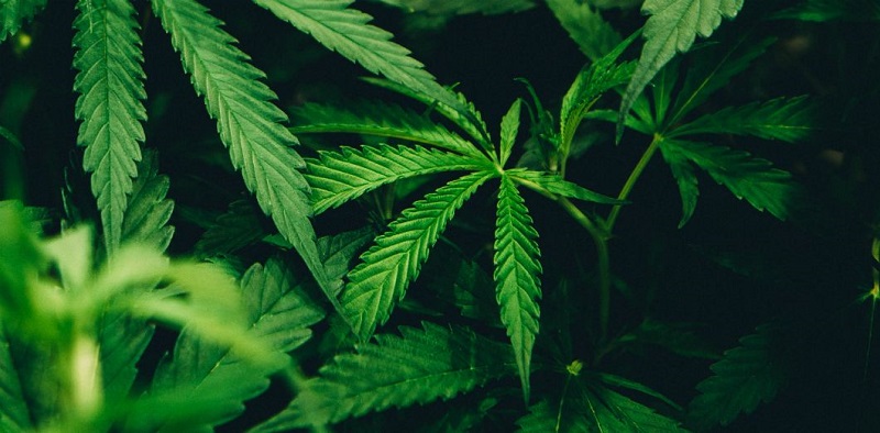 Israël : du cannabis de l’âge du fer découvert dans un temple