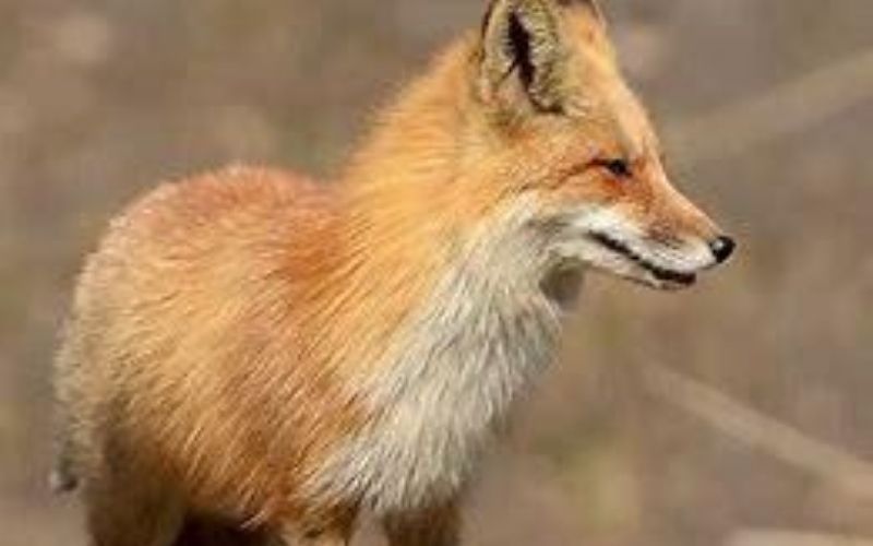 Allemagne : un renard vole et collectionne une centaine de paires de chaussures