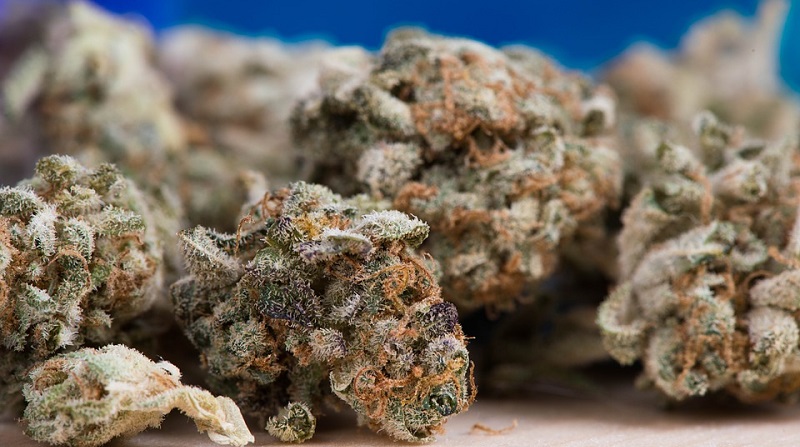 Allemagne : des enfants de maternelle trouvent 3 kg de marijuana dans une forêt