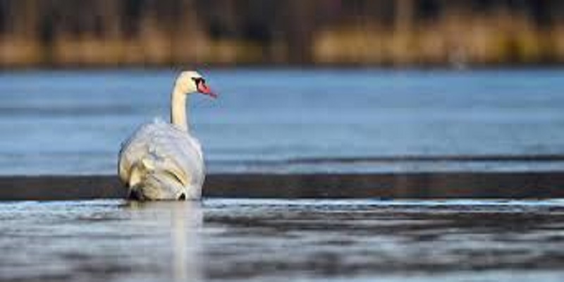 Allemagne : un cygne en deuil bloque le passage de 23 trains