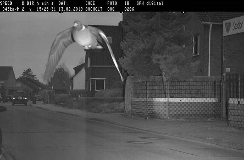 Allemagne : un pigeon flashé en excès de vitesse