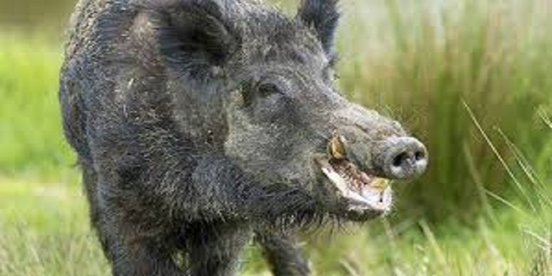 Plusieurs têtes de sangliers retrouvées dans une rivière en Côte-d’Or (photo)