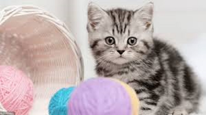 Corée du Sud / Covid-19 : chats et chiens désormais soumis à des tests !