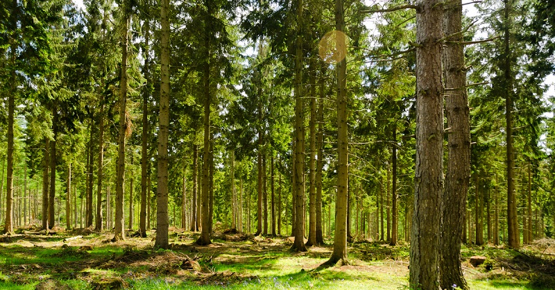 Angleterre : 5 ans après sa disparition, un homme est retrouvé vivant caché dans une forêt
