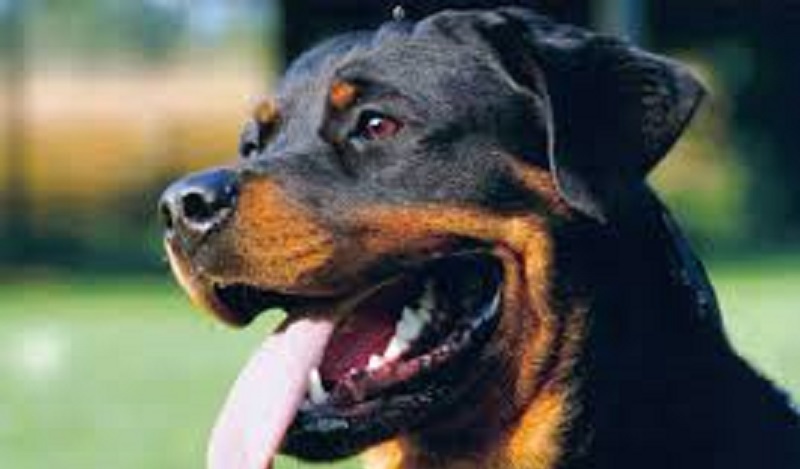 Angleterre : un chien attaque et tue un nouveau-né