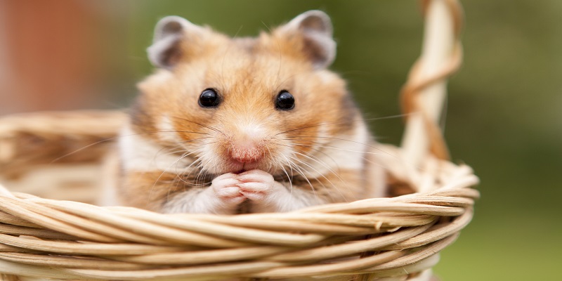 Angleterre : un enfant de 10 ans contracte une pneumonie rare par un hamster