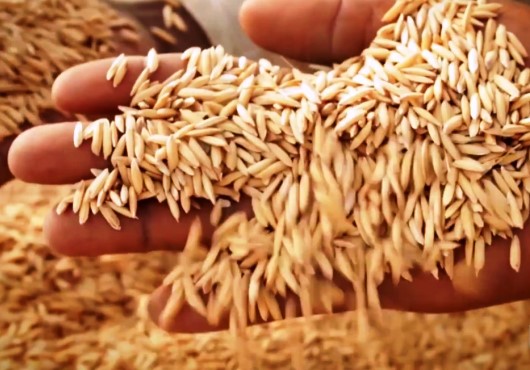 Appel à candidatures pour le ‘Prix de l’alimentation de l’Afrique’