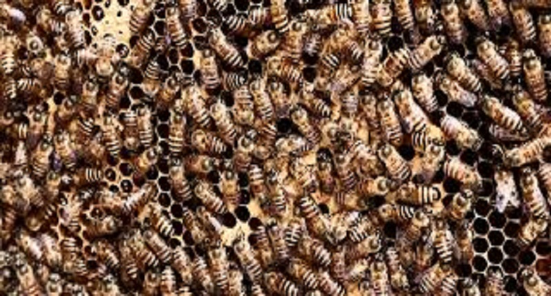 Togo / Drame : un homme piqué à mort par des abeilles