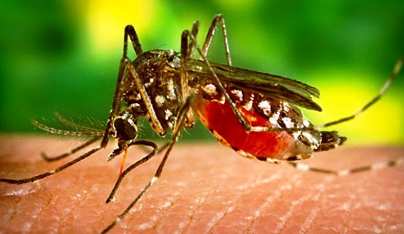 Les moustiques peuvent-ils transmettre le virus du sida ?