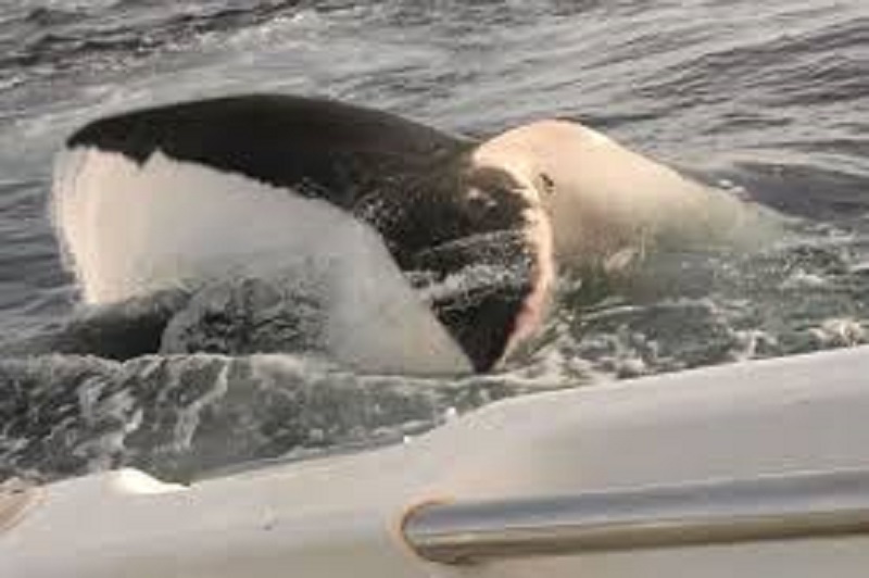 Attaqué par un requin, il filme la scène (vidéo)
