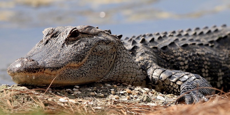 Australie : un fugitif nu et suspendu à un arbre dans un marais de crocodiles sauvé (photos)