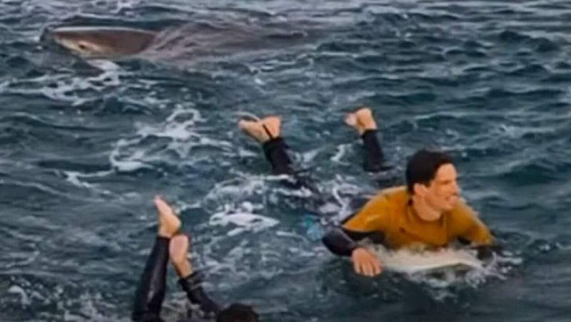 Australie : un surfeur, attaqué par un requin, le chasse à coups de poing (vidéo)