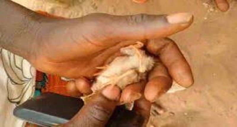Bénin : un poussin à 4 pattes suscite d’énormes polémiques