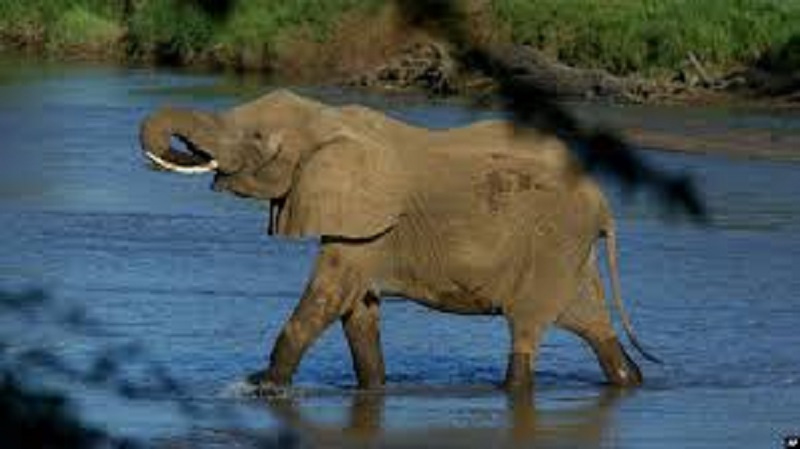 Bénin : la réouverture du parc national de la Pendjari au public annoncée