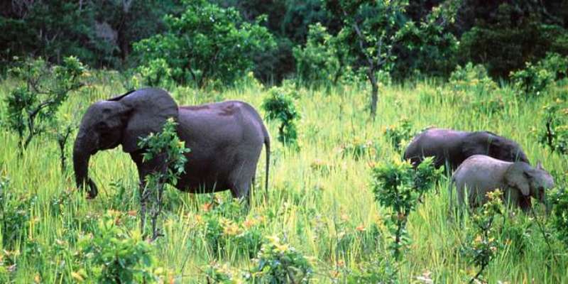 Biodiversité : le Togo veut être un bon élève