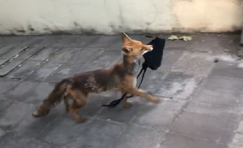 Bruxelles : un renard réussit à voler un sac en plein jour