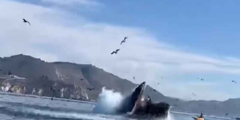 Californie : 2 kayakistes « avalées » par une baleine (vidéo choc)