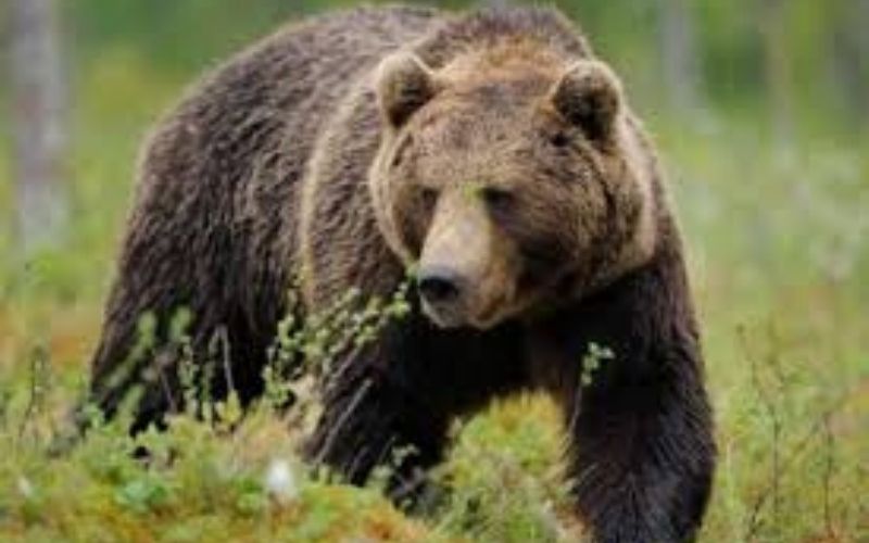 Cet ours passe 24h dans un arbre pour dérober du miel à des abeilles (vidéo)