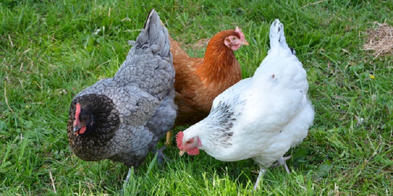 Touchée par une dépression, elle se prend pour une poule