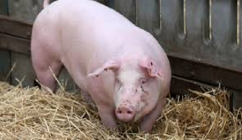 Cameroun : un porc mange « un bébé vivant »
