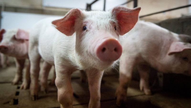 Canada : découverte d’un premier cas de grippe porcine chez un humain