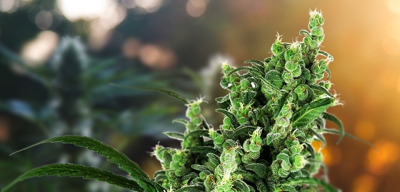 Cannabis : les graines permettraient de perdre du poids plus facilement