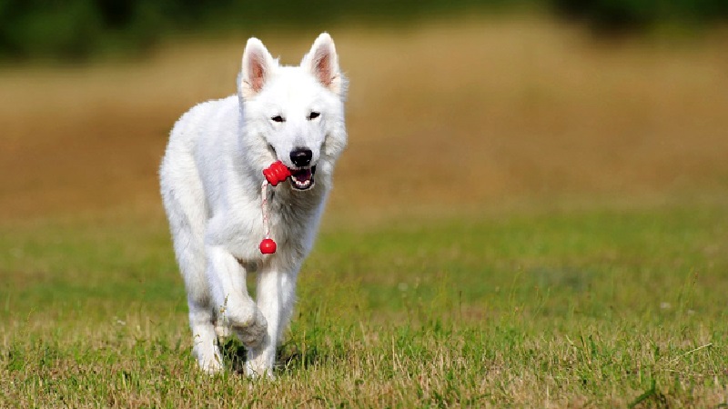 Ce chien a probablement le nez le plus long au monde (photos)