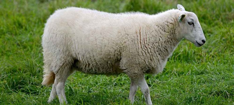 Ce mouton devient le plus cher du monde vendu aux enchères