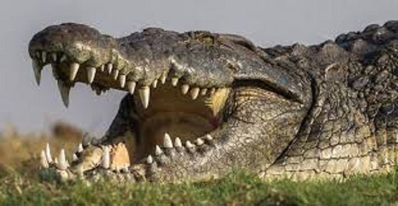 Ce pêcheur australien se bat contre un crocodile pendant 3 minutes (vidéo)